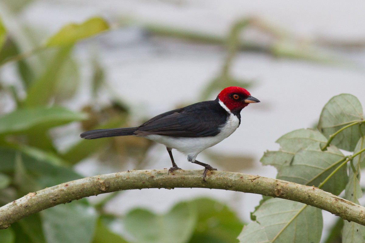 Red-capped Cardinal - Justyn Stahl