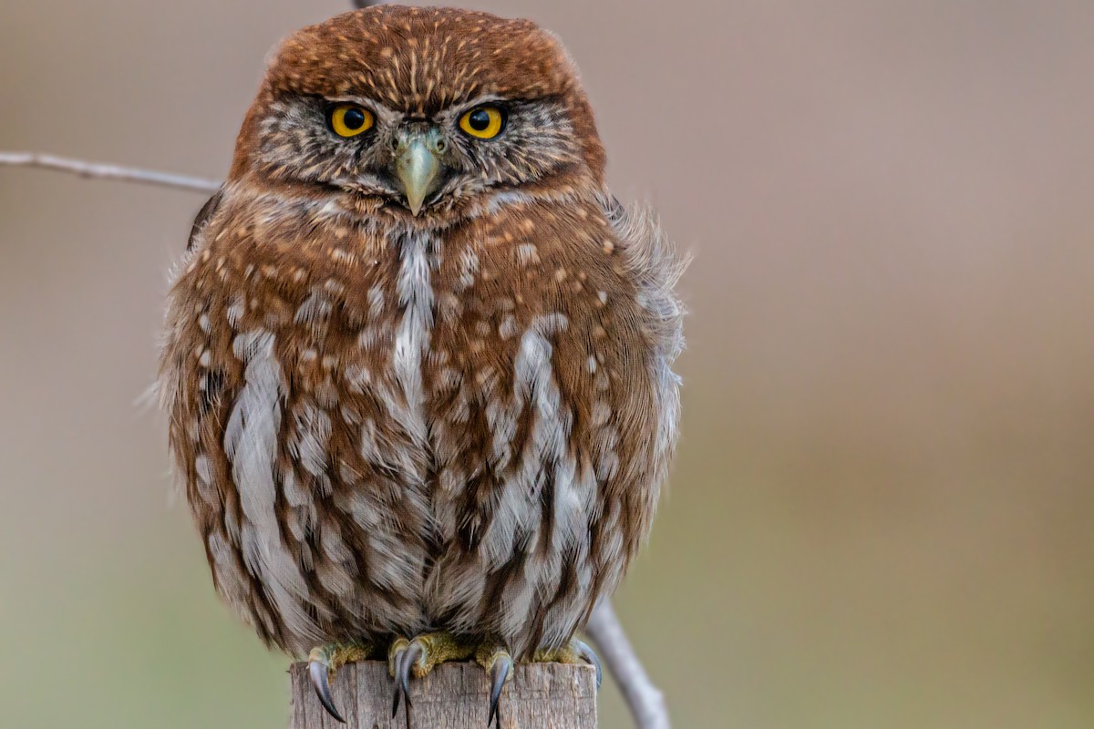Austral Pygmy-Owl - ML166833981