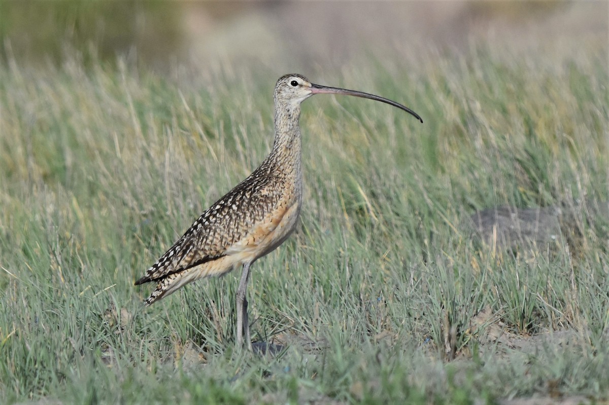 Long-billed Curlew - ML166837011