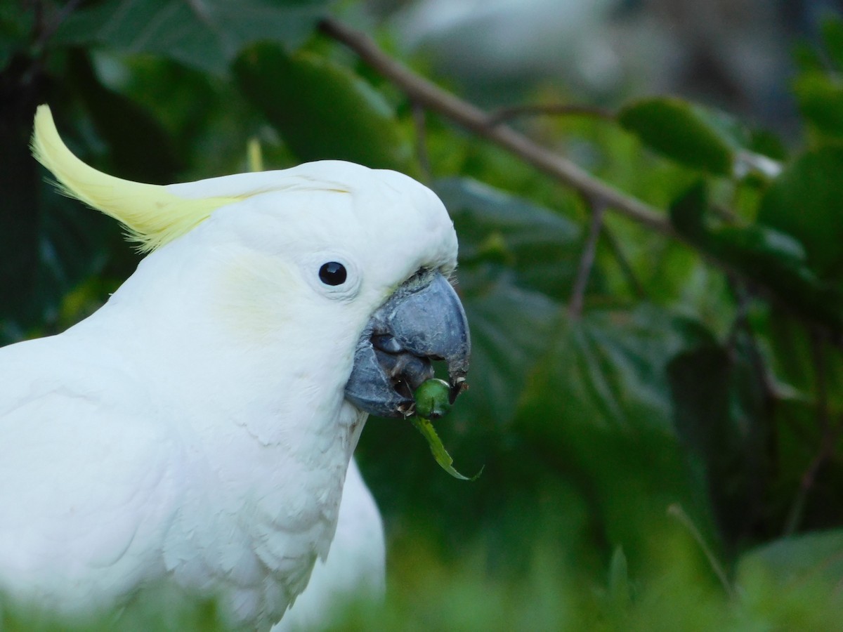 Sulphur-crested Cockatoo - Anonymous