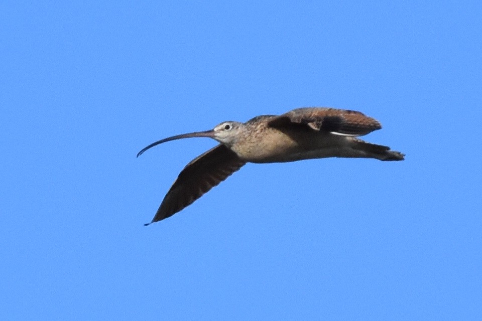 Long-billed Curlew - ML166837171