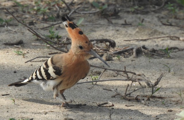 Upupa epops senegalensis, Frontal View. - Eurasian Hoopoe - 