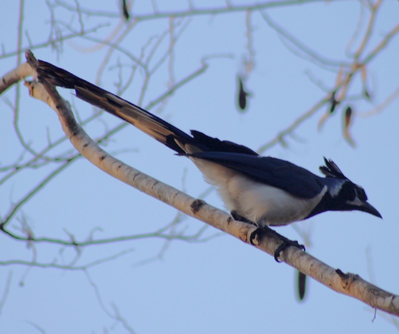 Black-throated Magpie-Jay - ML166845431