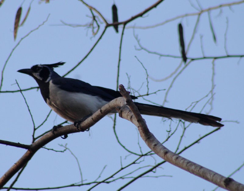 Black-throated Magpie-Jay - ML166845571