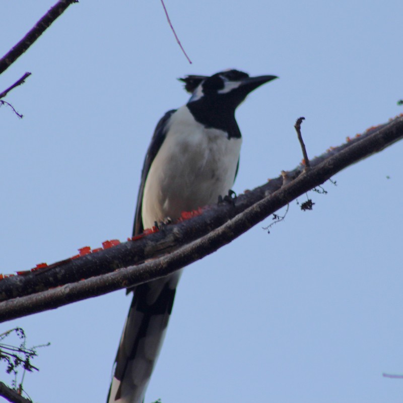 Black-throated Magpie-Jay - ML166845631