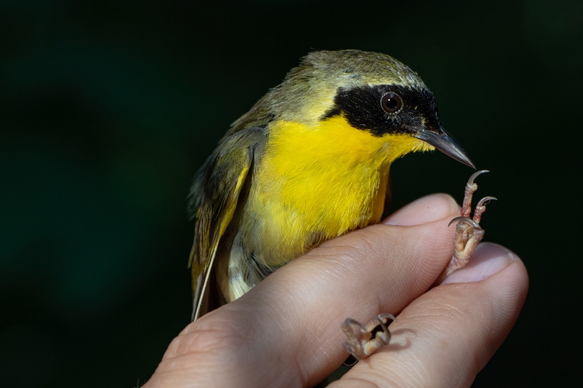 Common Yellowthroat - Tom Blevins