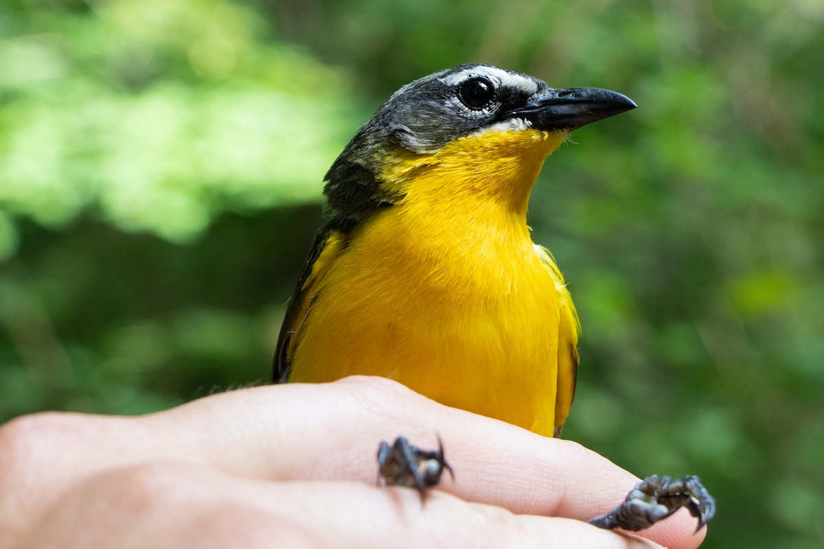 Yellow-breasted Chat - Tom Blevins