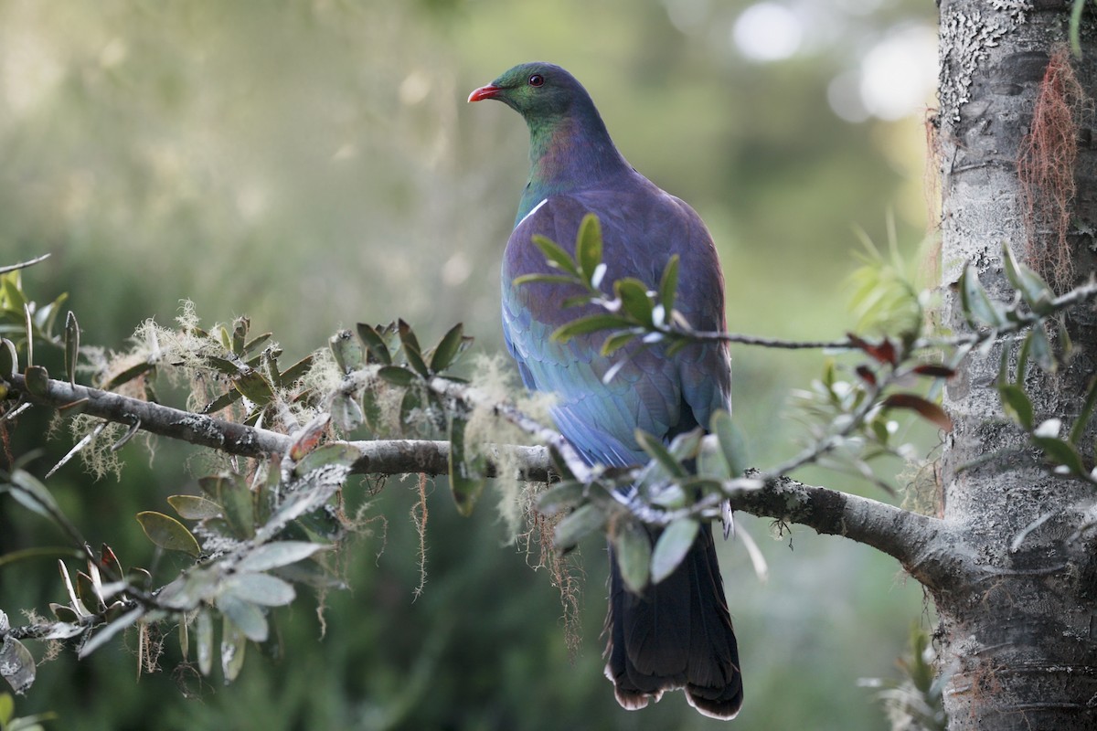 New Zealand Pigeon - ML166847921