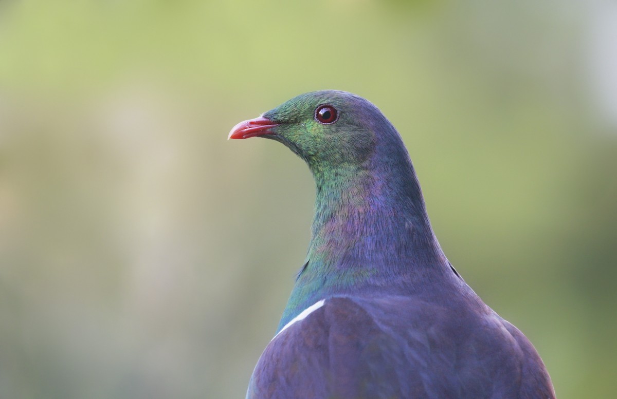 New Zealand Pigeon - ML166848411