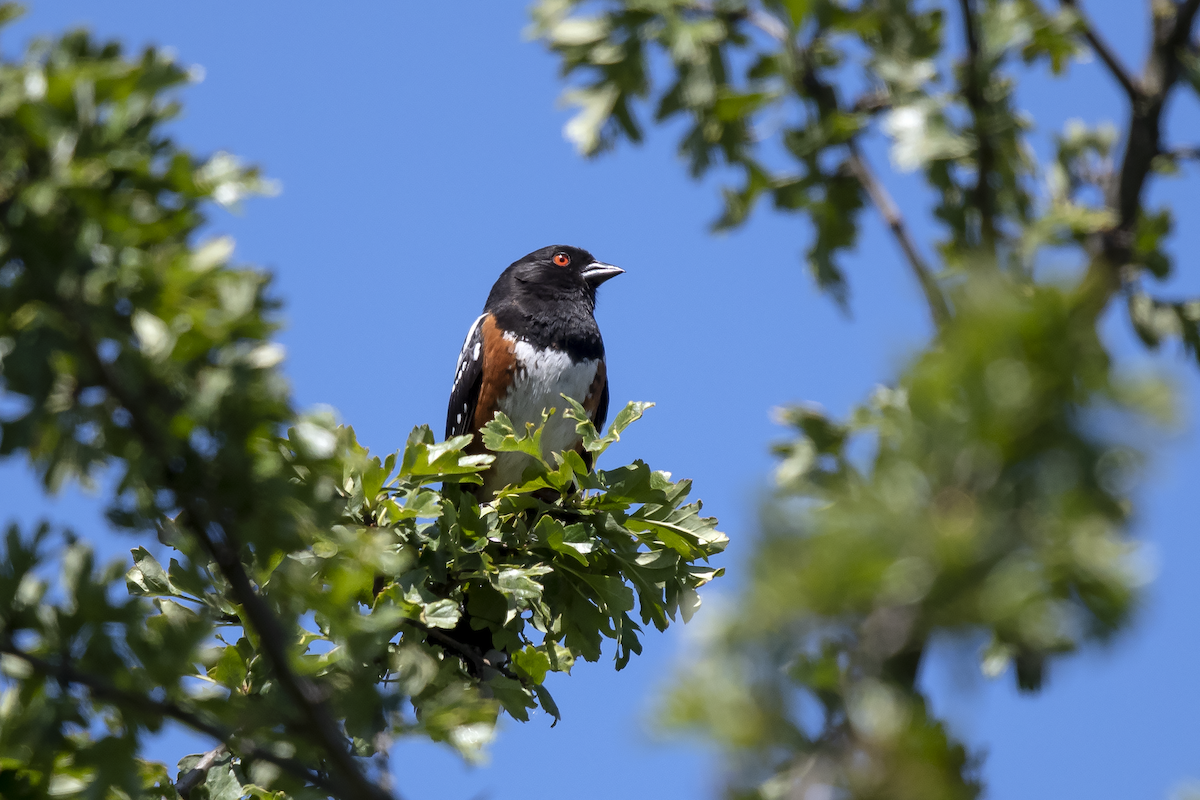 Spotted Towhee - ML166854191