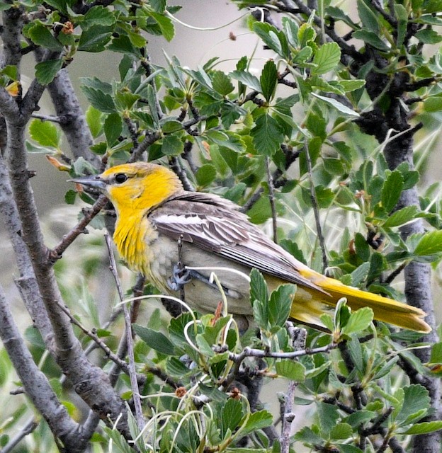 Bullock's Oriole - eBird