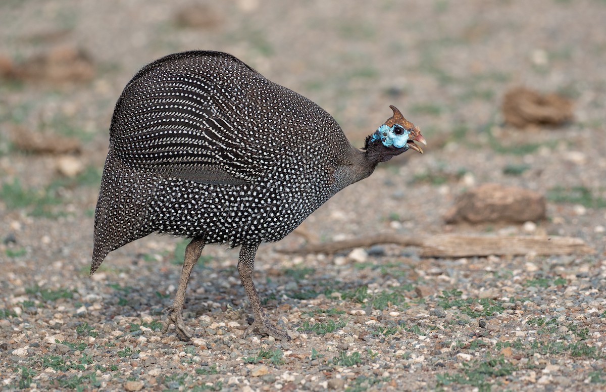 Helmeted Guineafowl - Forest Botial-Jarvis