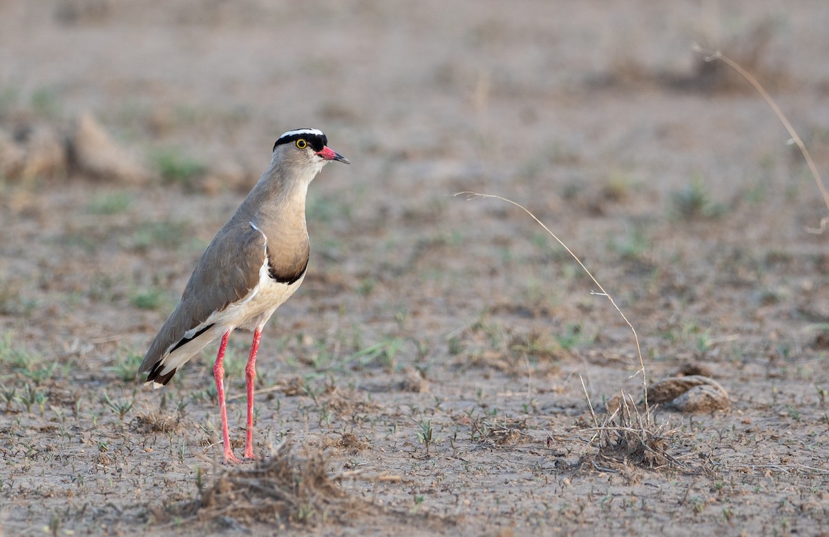 Crowned Lapwing - Forest Botial-Jarvis