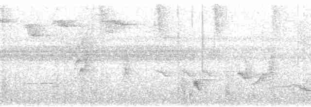 svartkronesmett (castaneus gr.) - ML166868
