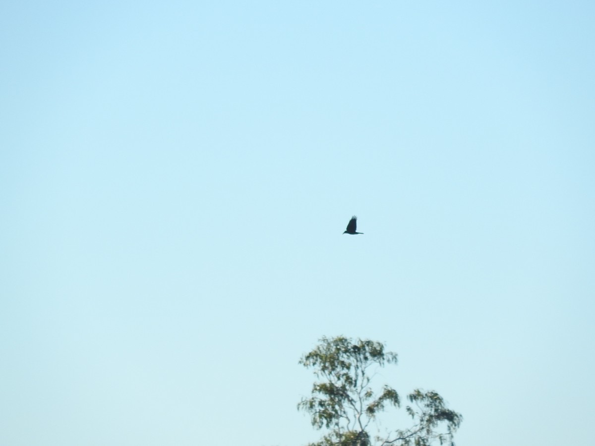 Corbeau de Tasmanie - ML166868201