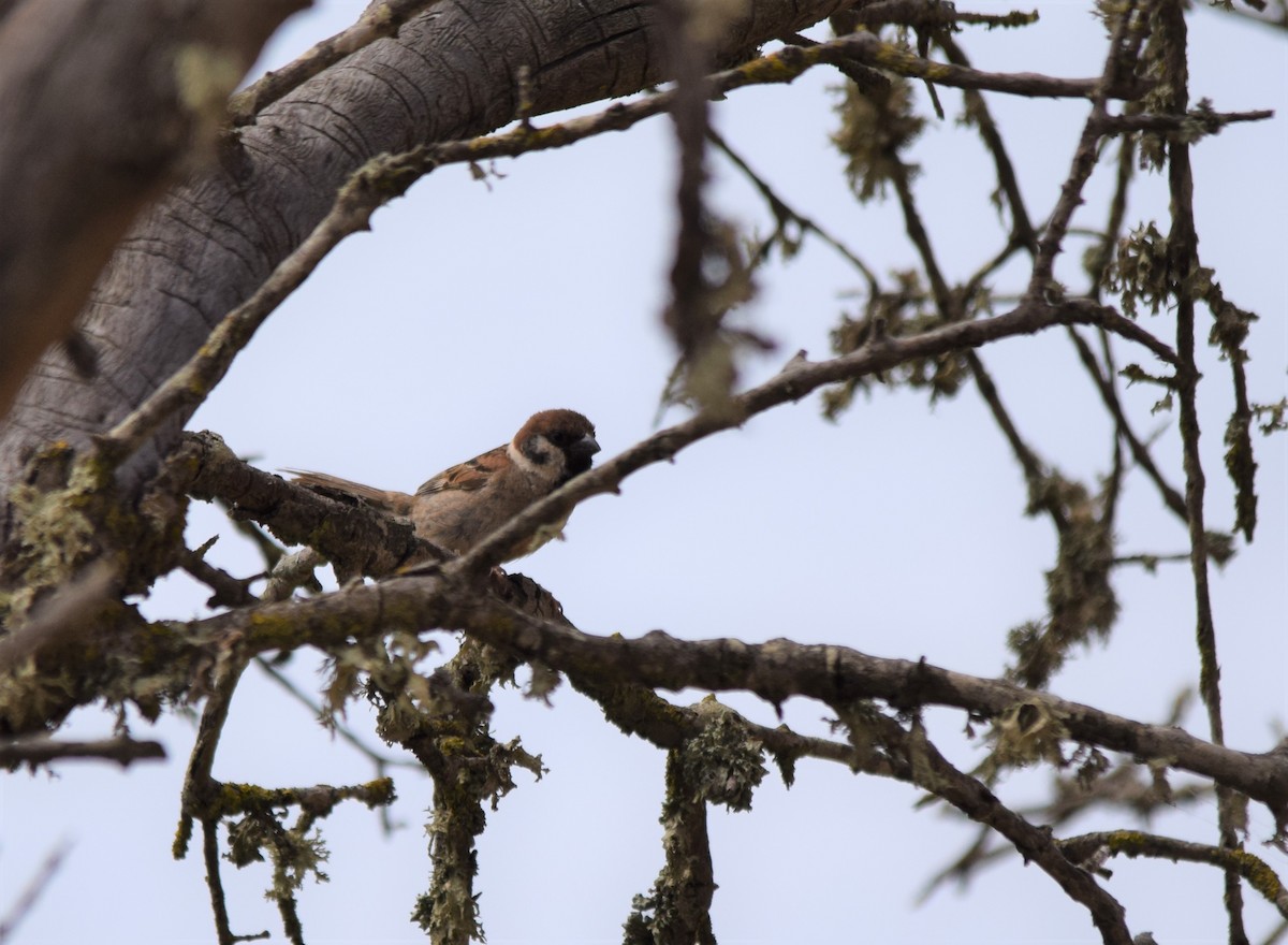 Eurasian Tree Sparrow - Luís Santos