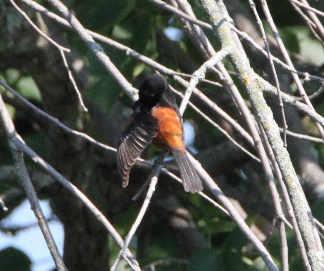 Orchard Oriole - ML166869741