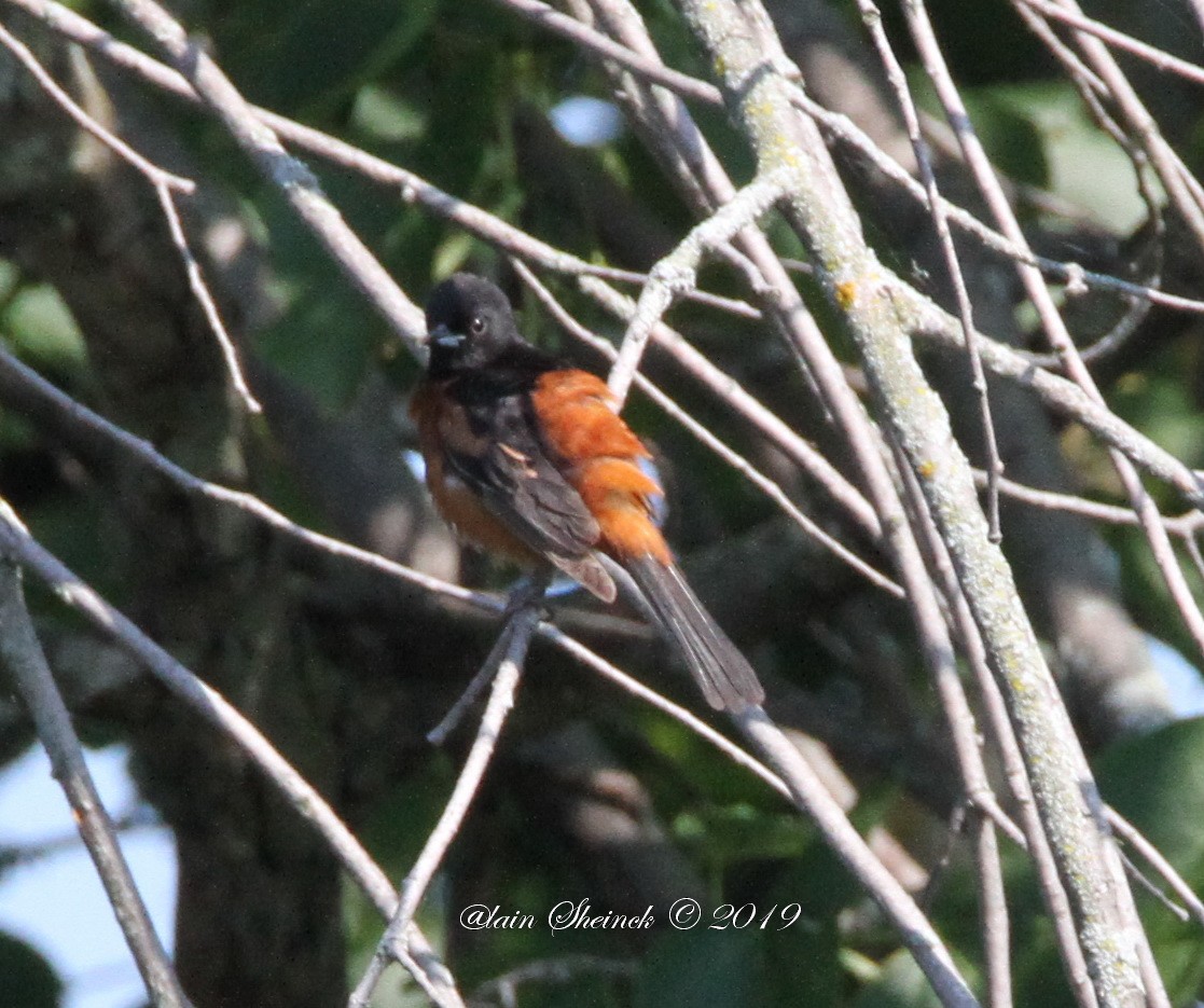 Orchard Oriole - ML166869751