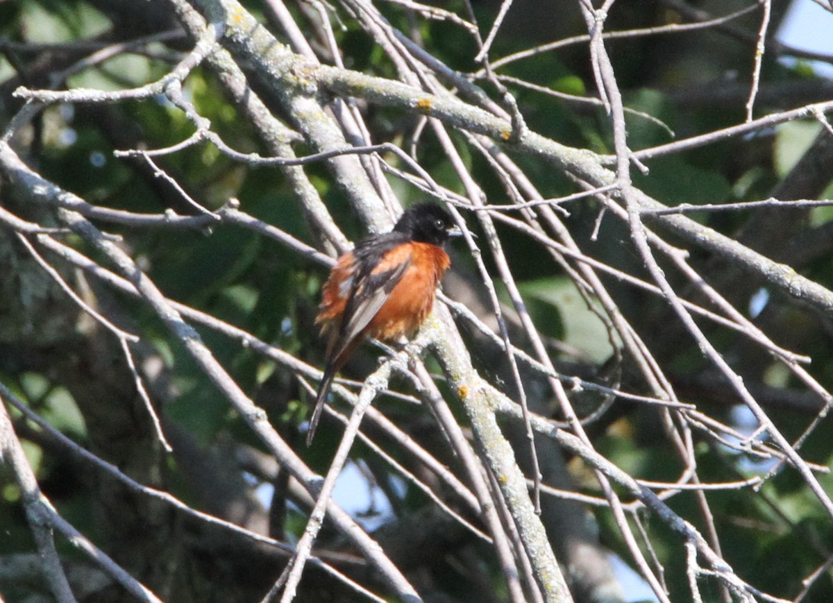 Orchard Oriole - ML166869761