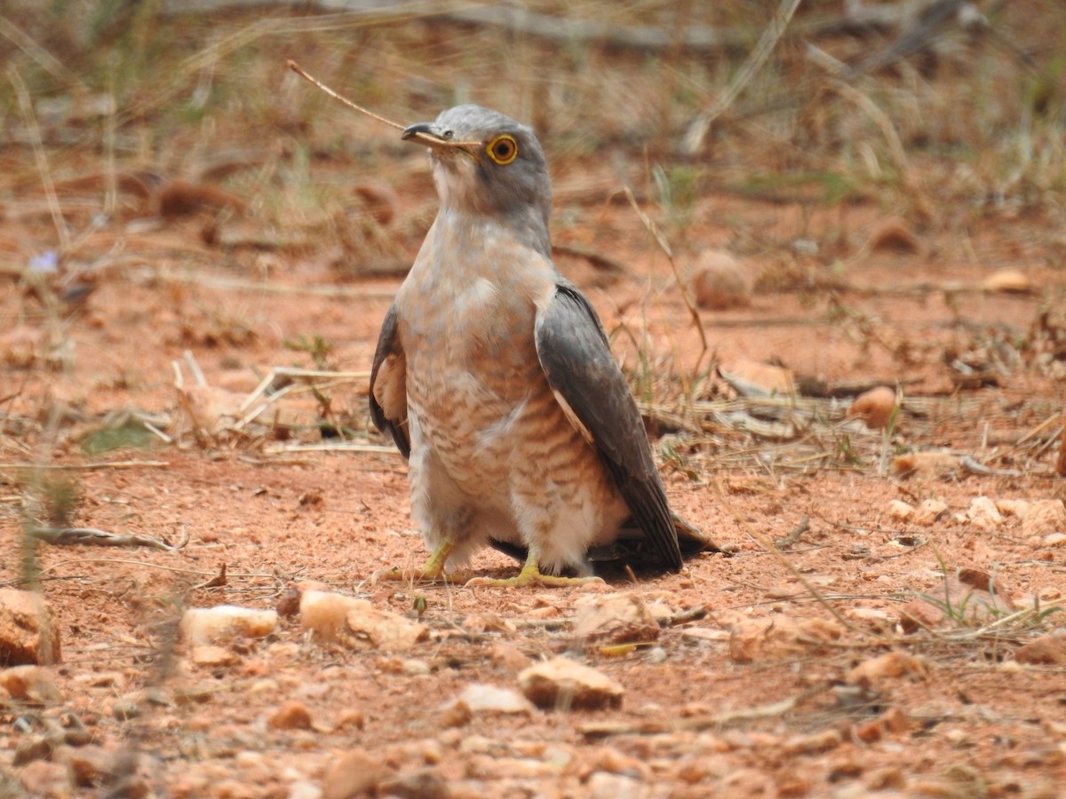 Common Hawk-Cuckoo - Ruma Sinha