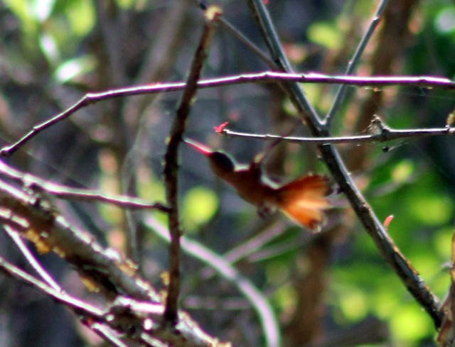 Berylline Hummingbird - Adrian Romo Garcia