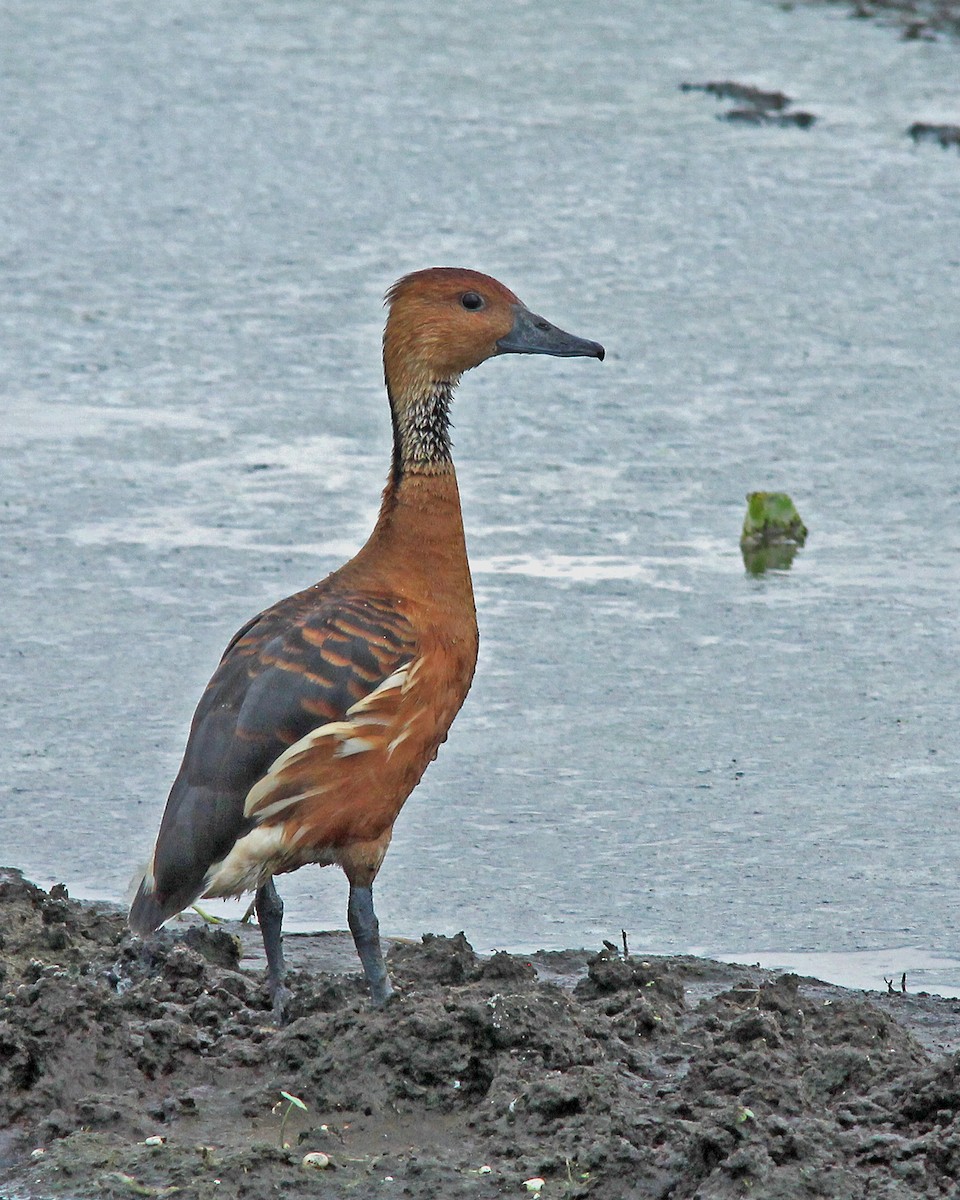 Fulvous Whistling-Duck - Mary Keim