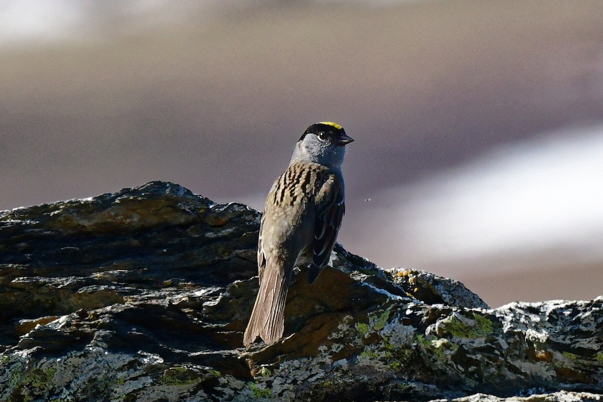 Golden-crowned Sparrow - ML166872801