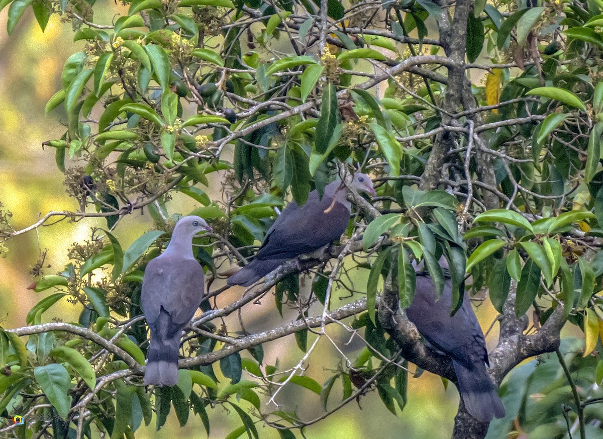 Mountain Imperial-Pigeon - ML166875521