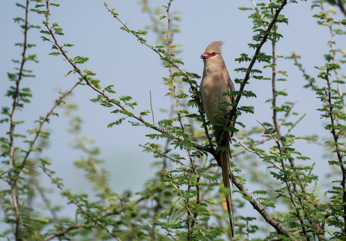Blue-naped Mousebird - Forest Botial-Jarvis