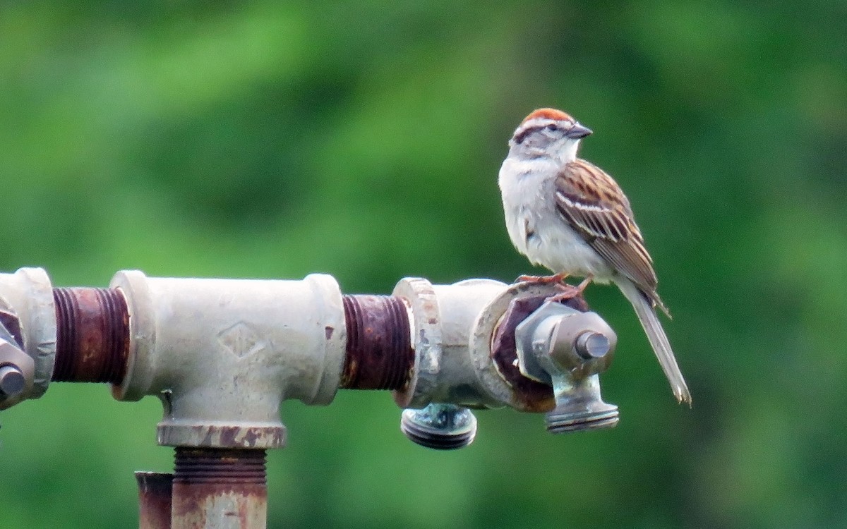 Chipping Sparrow - ML166878171