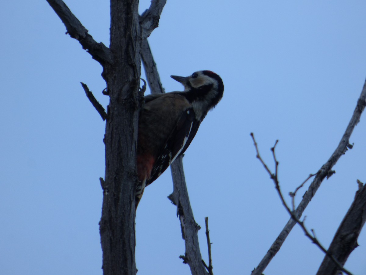 Great Spotted Woodpecker - Roy Kasius