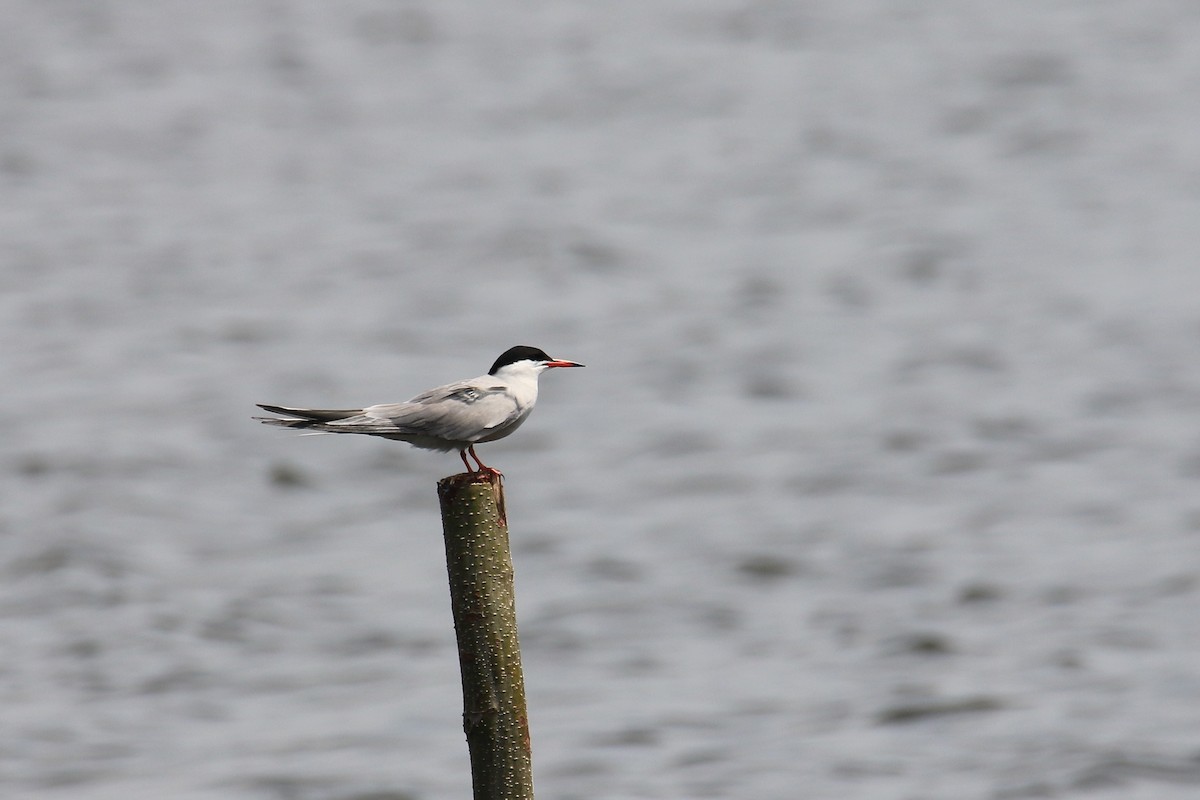 Common Tern - A W