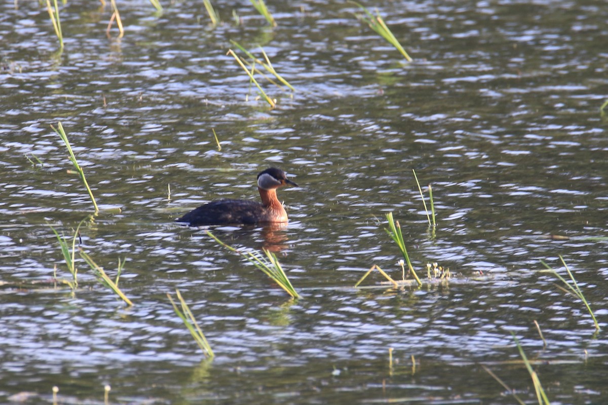 Red-necked Grebe - A W
