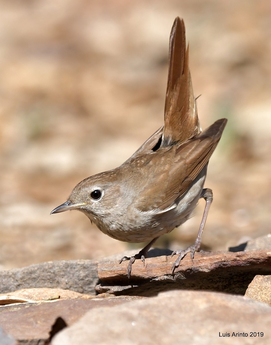 Common Nightingale - Luis Arinto