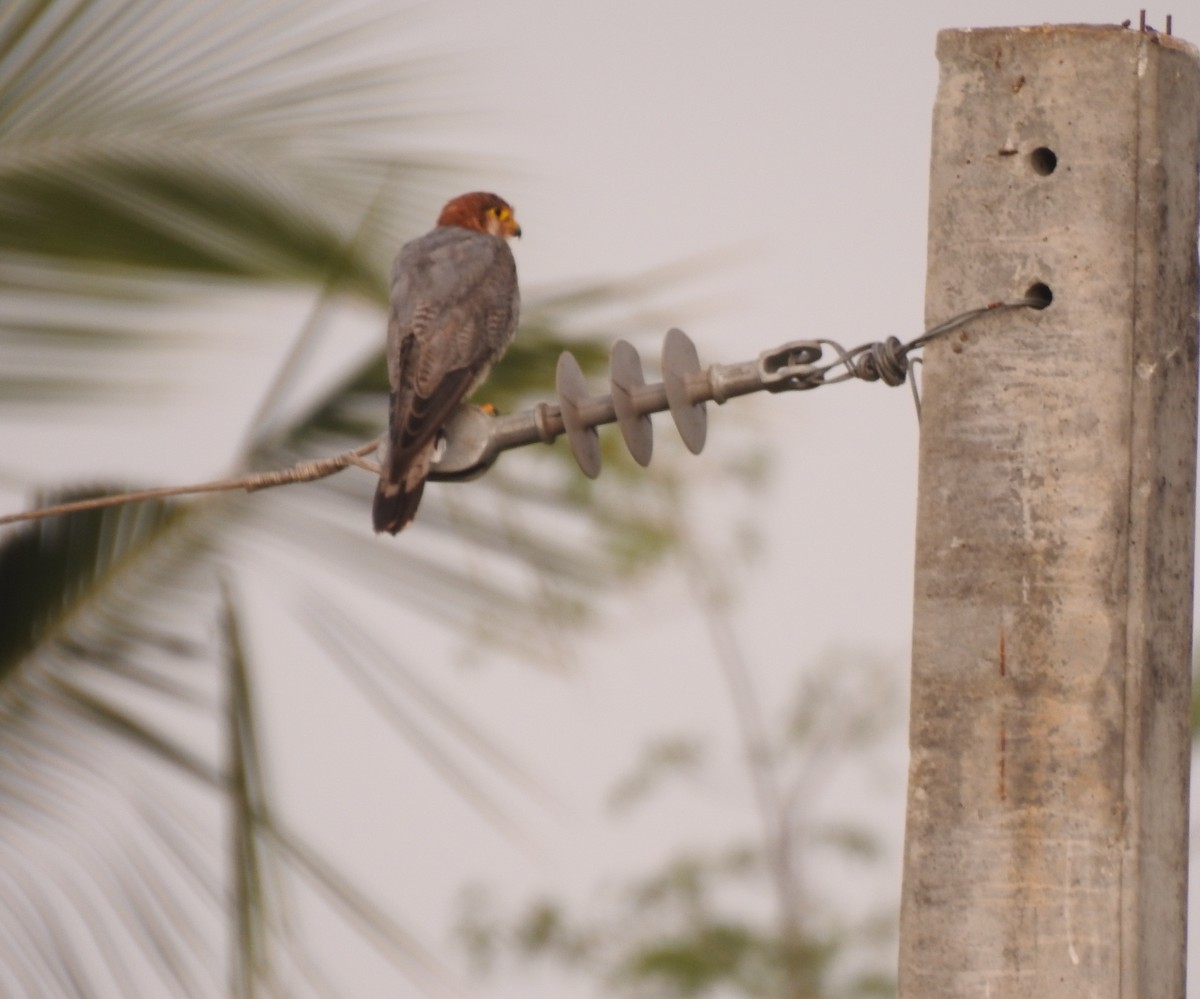 Red-necked Falcon - Shivaprakash Adavanne