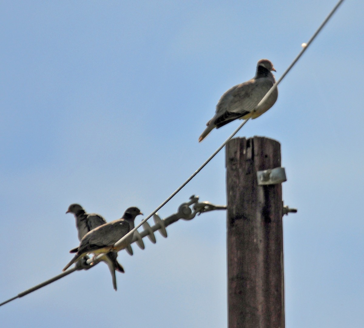 Band-tailed Pigeon - Richard Taylor