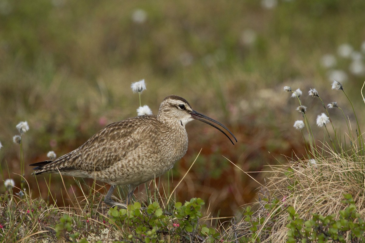 Whimbrel - Phil Stouffer