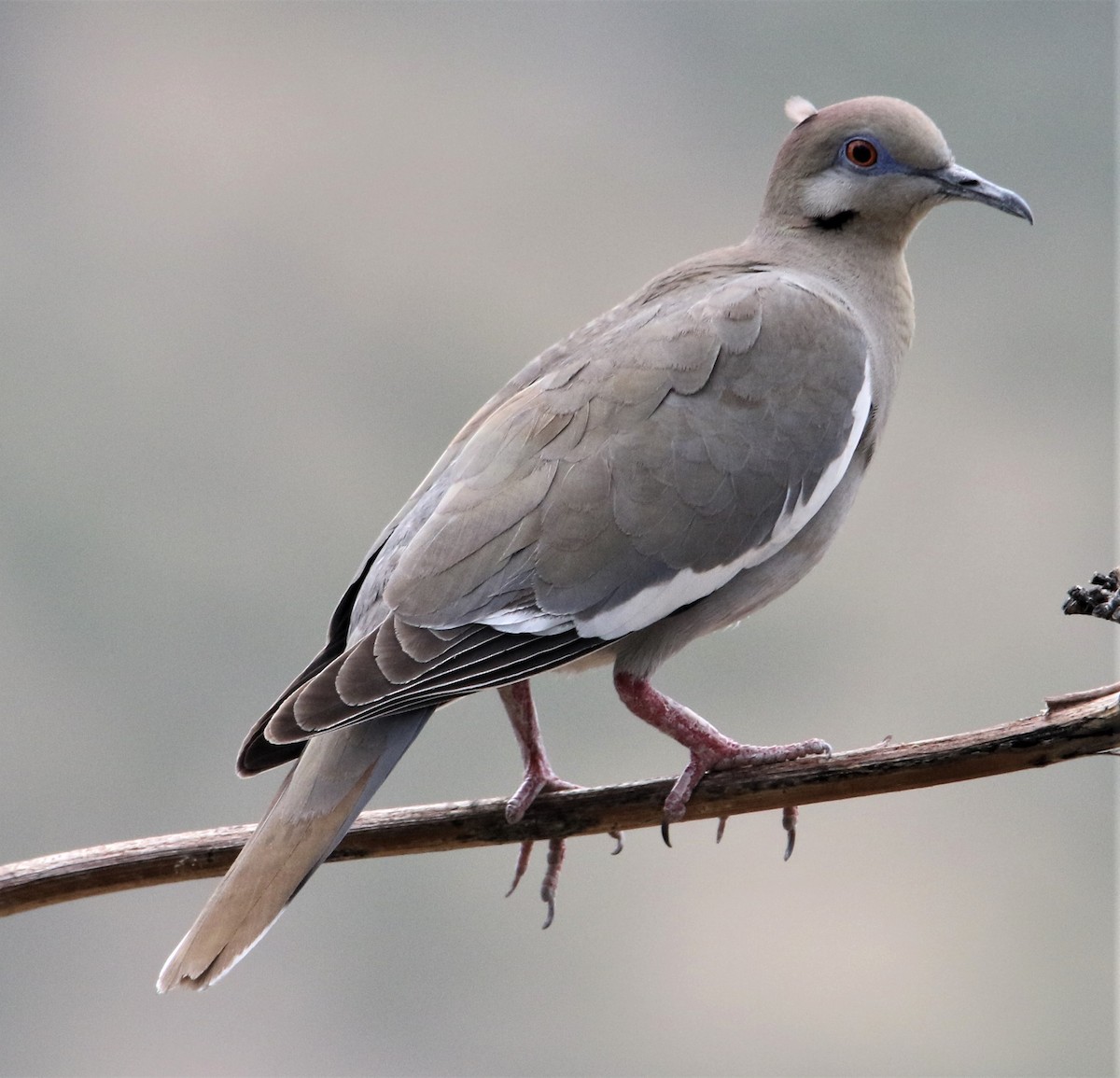White-winged Dove - ML166896091