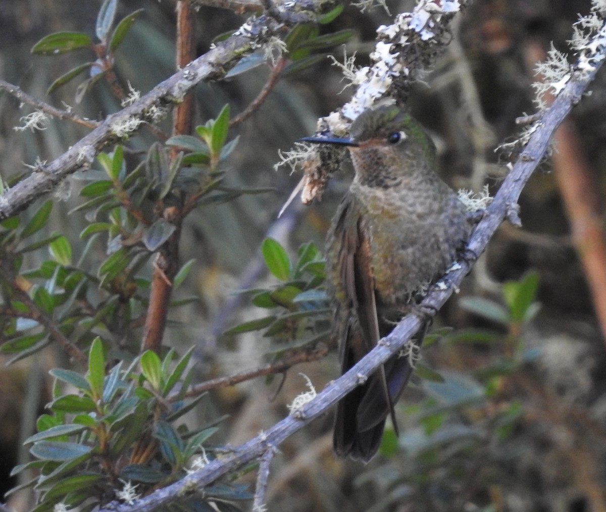 Scaled Metaltail - ML166897351
