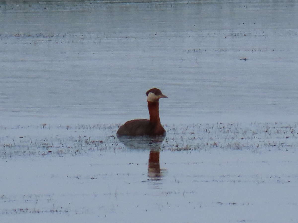 Red-necked Grebe - ML166897441
