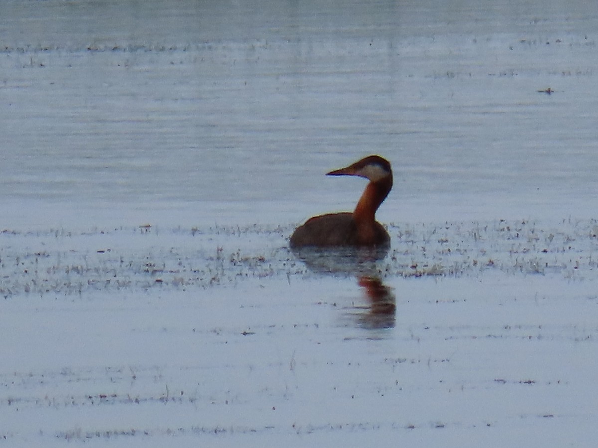Red-necked Grebe - ML166897471