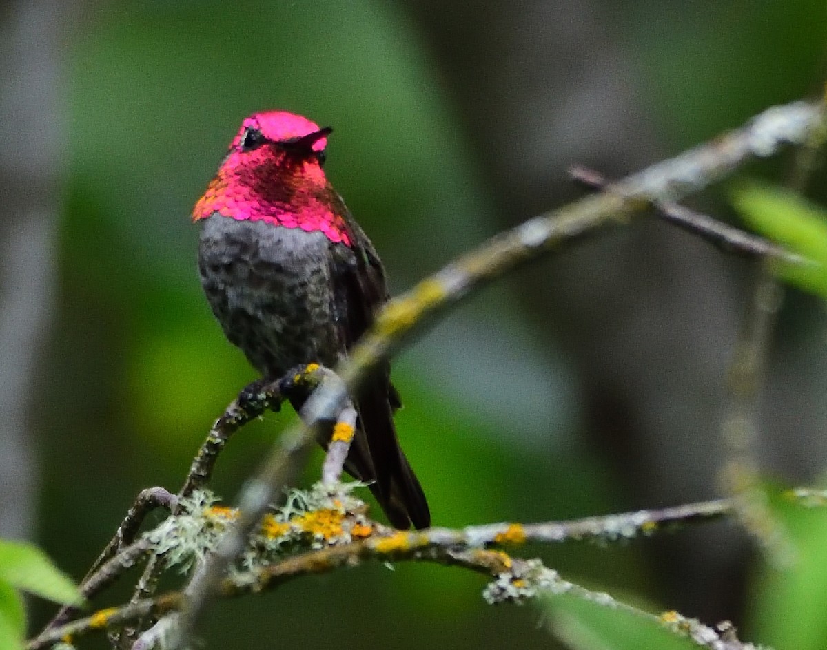 Anna's Hummingbird - ML166897931