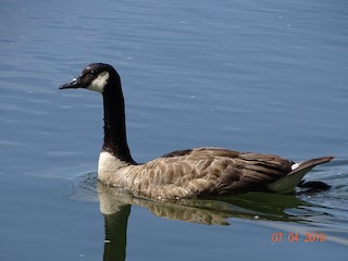 Canada Goose, ML166898201