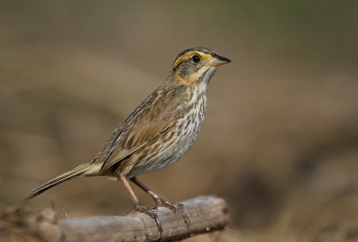 Saltmarsh Sparrow - Will Sweet