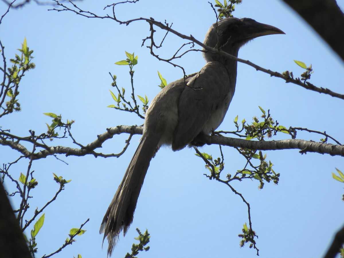 Indian Gray Hornbill - Bob Hargis