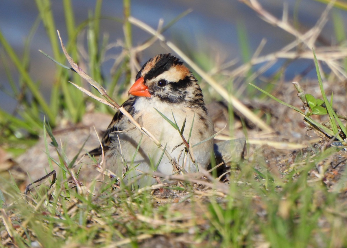 Pin-tailed Whydah - ML166900921
