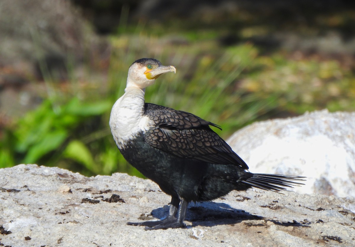 Great Cormorant (White-breasted) - Kalin Ocaña