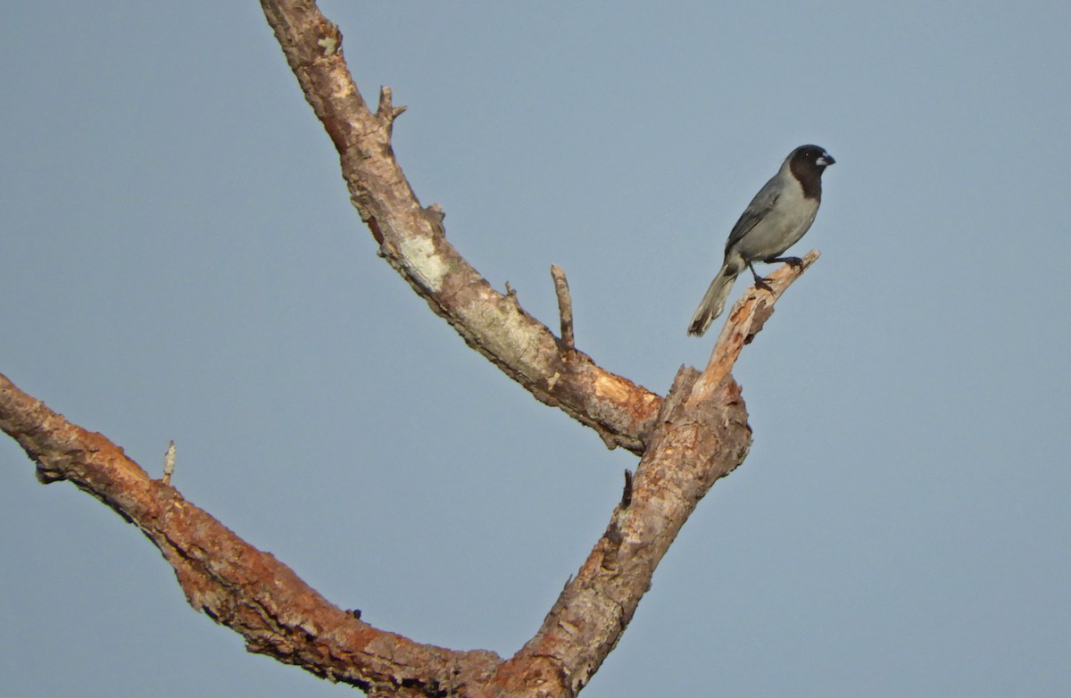 Black-faced Tanager - ML166901021