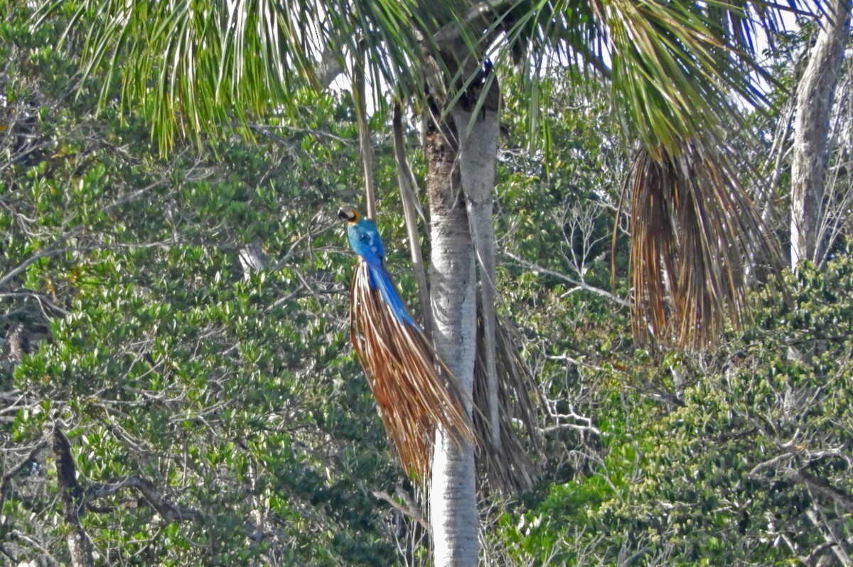 Blue-and-yellow Macaw - ML166901101