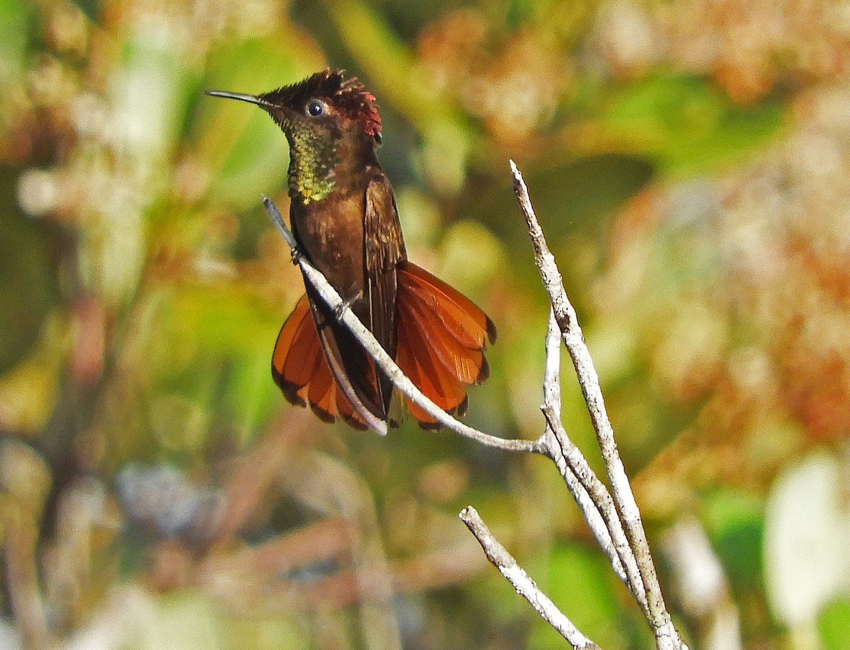 Ruby-topaz Hummingbird - Ray Wershler